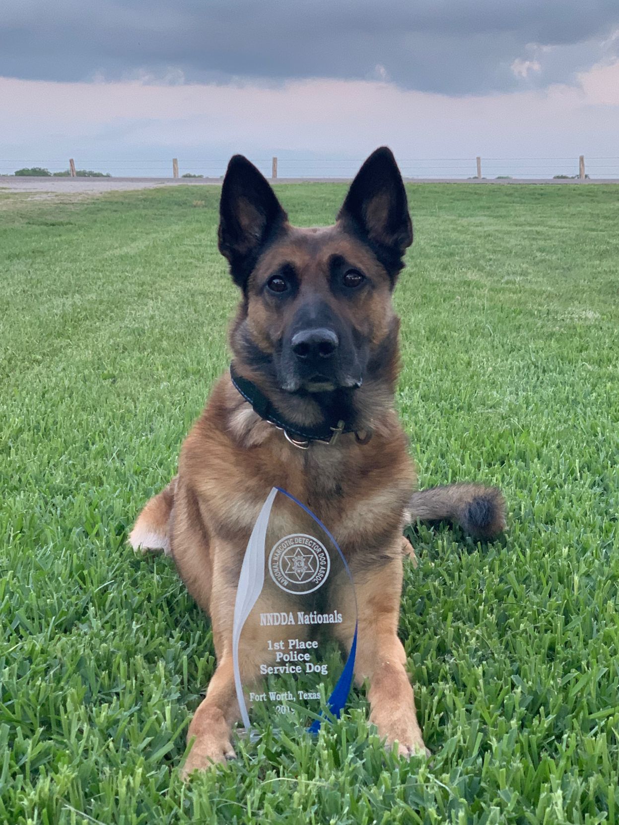 Cirix, a Victoria police K-9, sits with the first place trophy he won